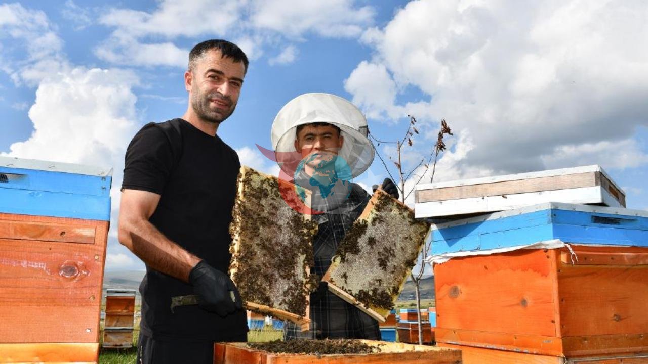 Kafkas Arısının Eşsiz Mirası: Ardahan'da Bal Hasadı Başladı, Kilosu 1.900 TL'ye Ulaştı