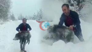Yavru domuzu elleriyle yakalamıştı 15 bin liralık şok ceza