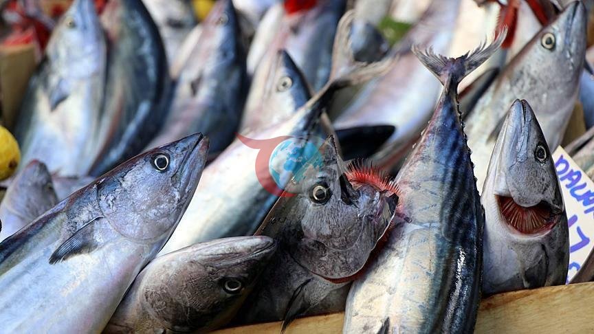 Palamut Balıkçılarını Sevindiren Gelişme! Beklenen Karar Resmileşti