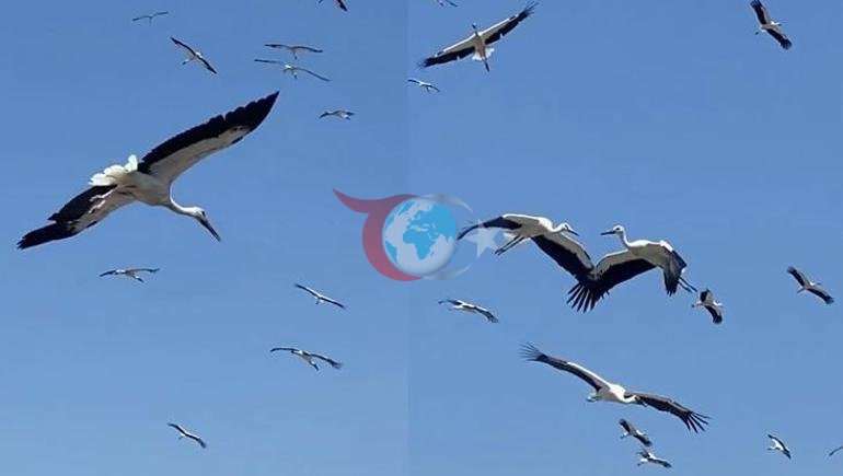 Birdən səmanı örtdülər. Hatayda nadir bir mənzərə