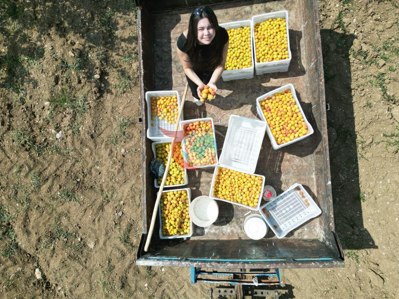 Kayısı projesi dünyada ses getirdi: 17 yaşındaki öğrenci ABD’de derece aldı