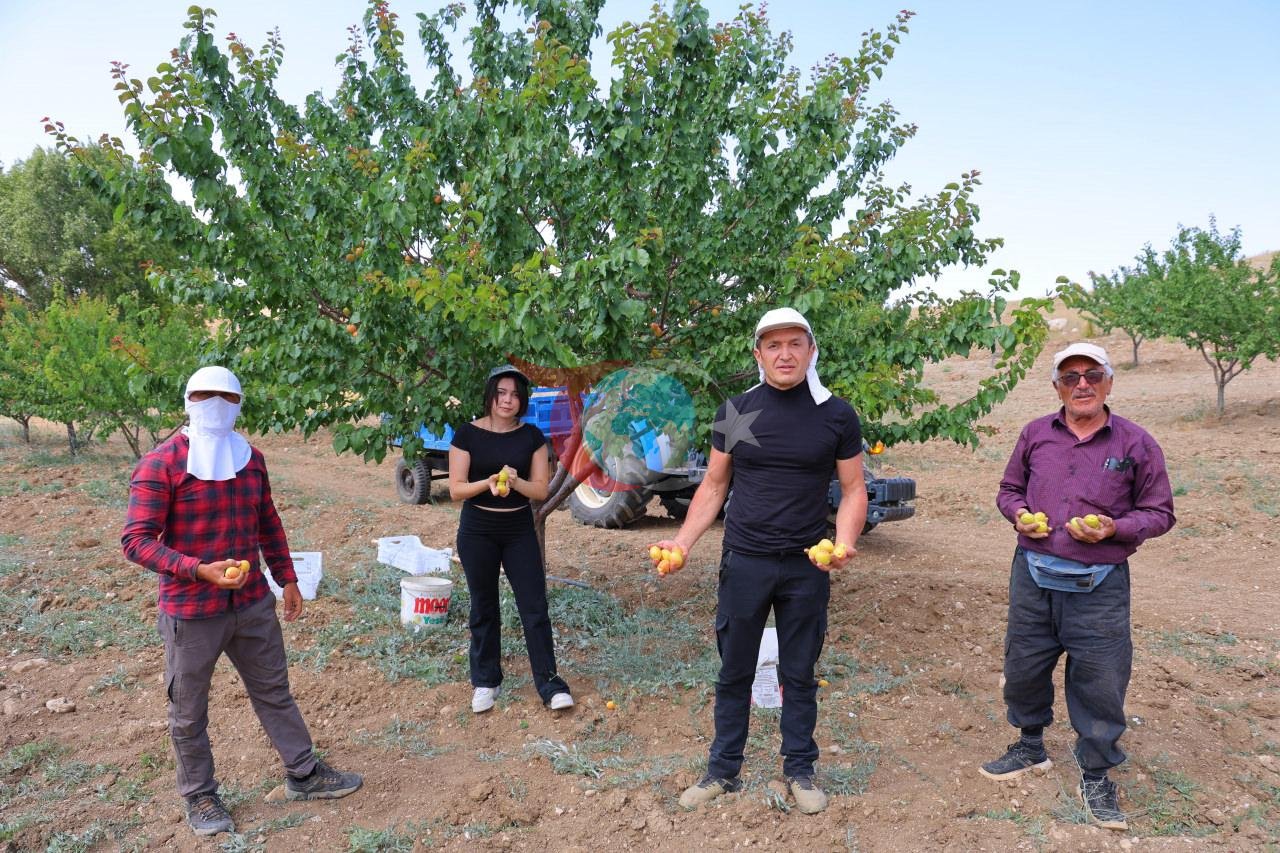 Kayısı projesi dünyada ses getirdi: 17 yaşındaki öğrenci ABD’de derece aldı