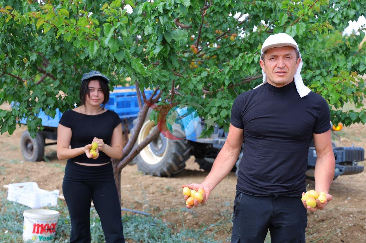 Kayısı projesi dünyada ses getirdi: 17 yaşındaki öğrenci ABD’de derece aldı
