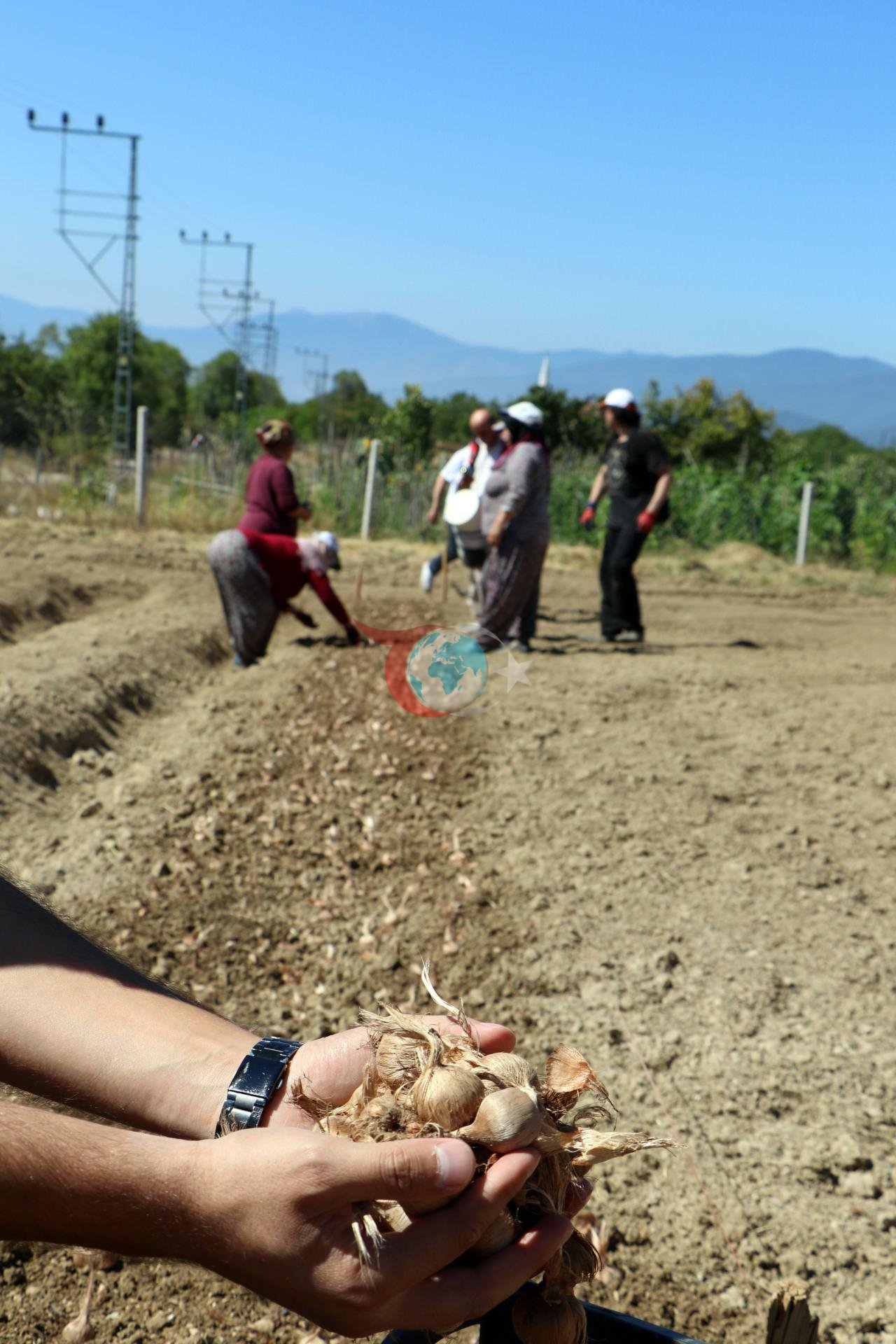 80 bin çiçekten sadece 500 gram elde ediliyor: Kilosu 600 bin lira