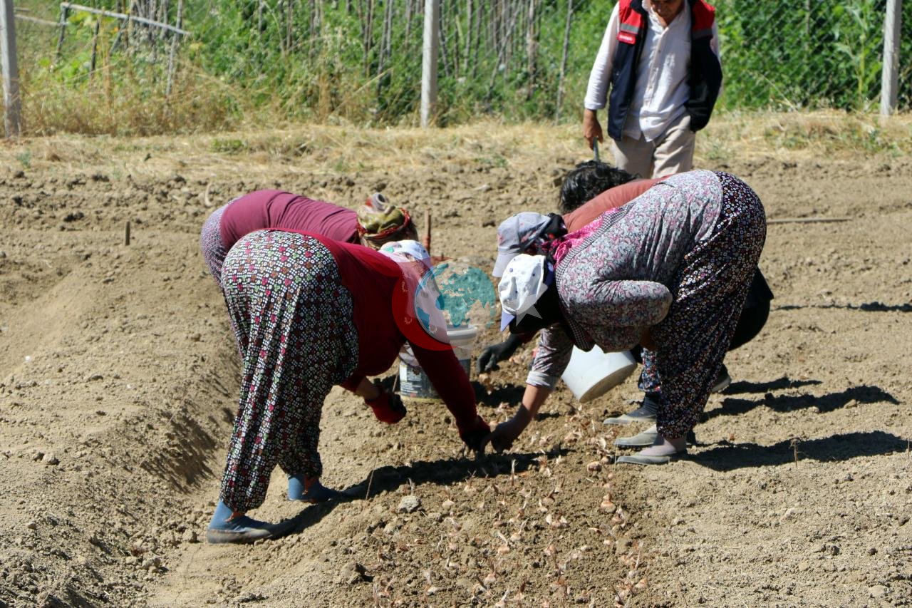 80 bin çiçekten sadece 500 gram elde ediliyor: Kilosu 600 bin lira