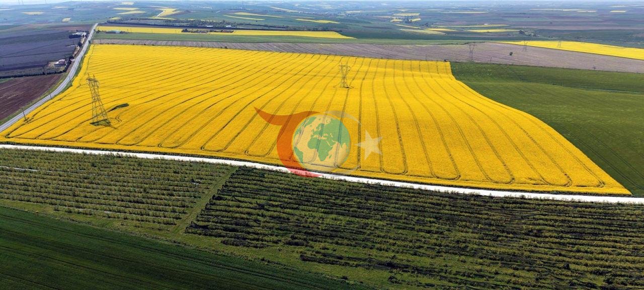 Kanola üretiminde rekor verim: Trakya'da “yılın kazananı” belli oldu