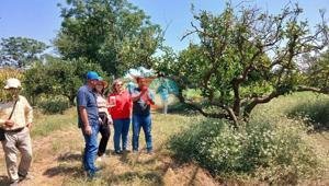 Osmaniye'de sitrus bağlarına 8 min faydalı böcək buraxıldı