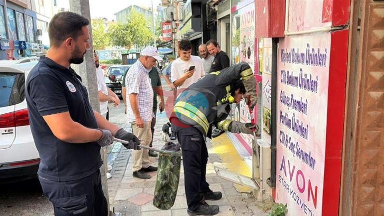 Təbii qaz qutusundan ilan çıxdı. Pişik dəqiqələrlə arxasınca getdi