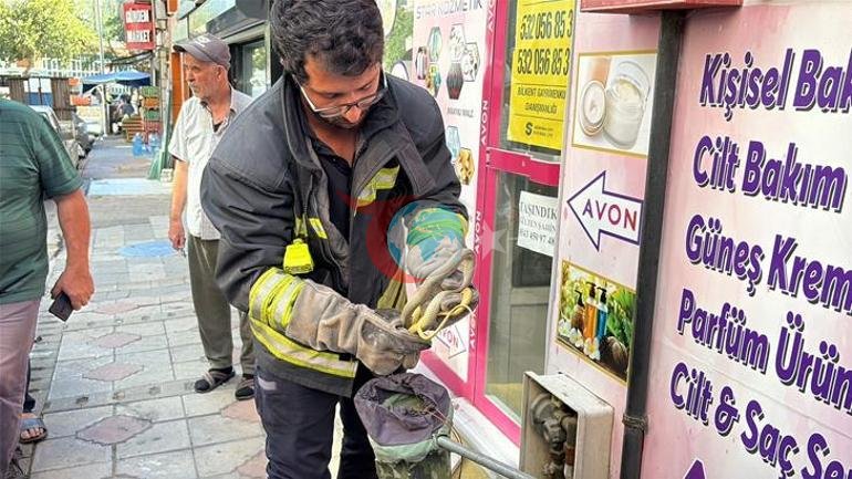 Təbii qaz qutusundan ilan çıxdı. Pişik dəqiqələrlə arxasınca getdi