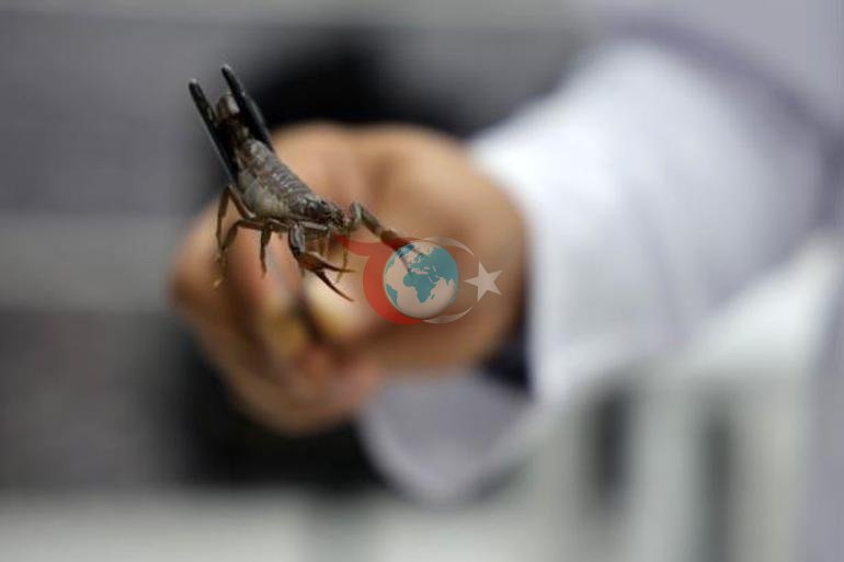 Elazığda kuruldu, 5 bin akrep tek bir amaç için yetiştiriliyor