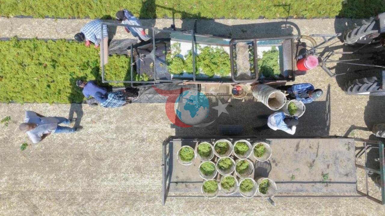 Manisa'da Üzüm Hasadı Başladı: Üreticinin Gözü Fiyatta, Aklı Fire Oranlarında