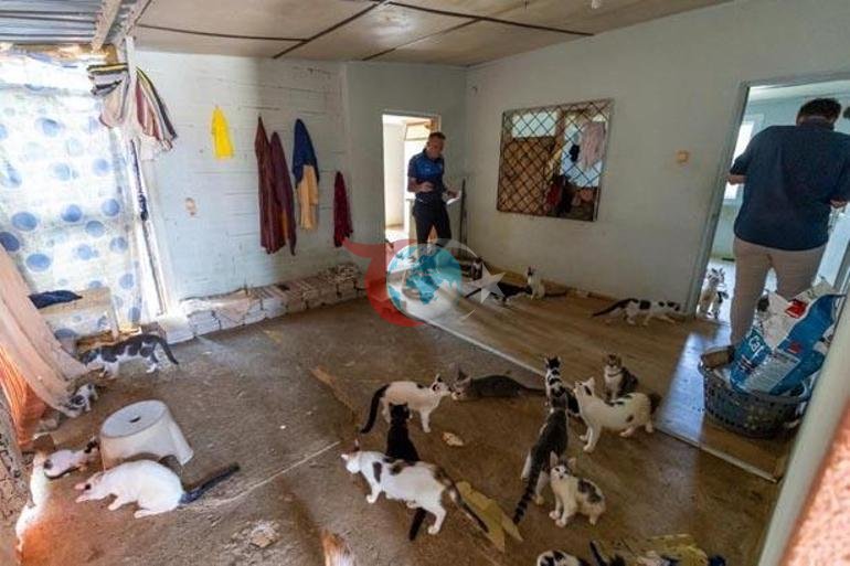 Evden 100 kedi çıktı Şaşkına çeviren manzara