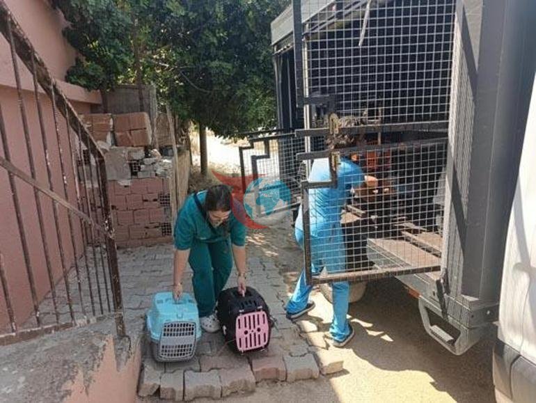 Evden 100 kedi çıktı Şaşkına çeviren manzara
