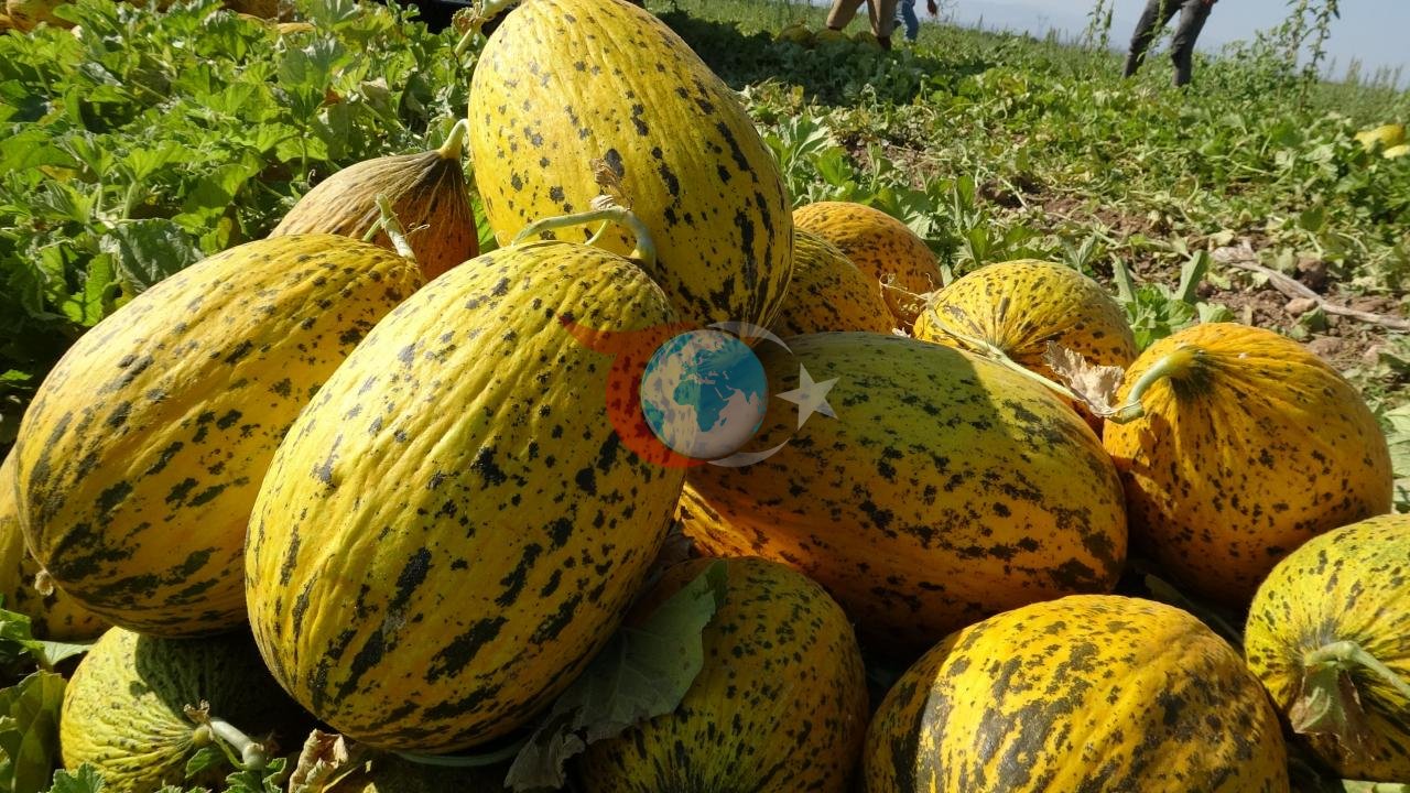 Malatya Yazıhan'da Kavun Hasadı Başladı: 1500 Dönümde Dev Üretim Sezonu