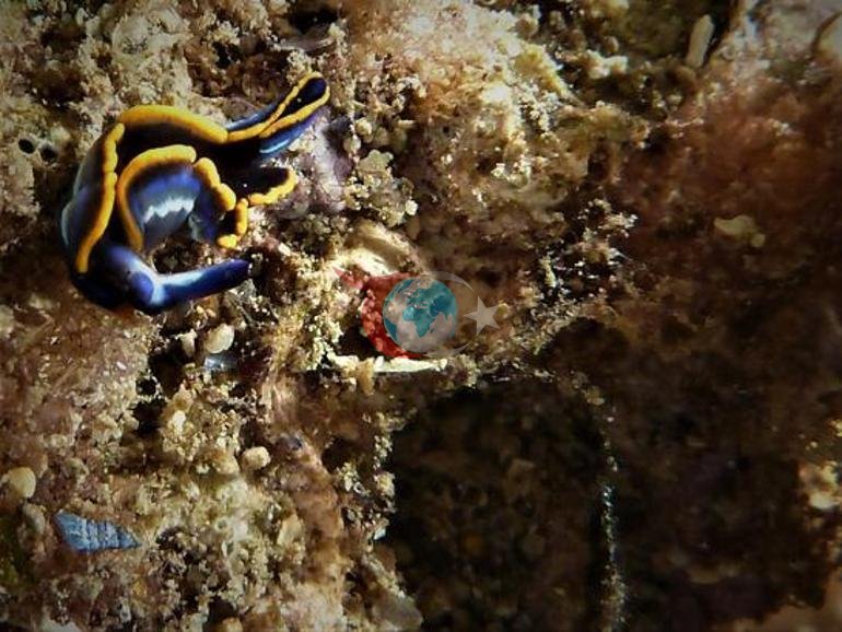 Marmara’nın dibinde şaşırtan dönüş Yıllardır nadir görülüyordu: Yeniden ortaya çıktılar