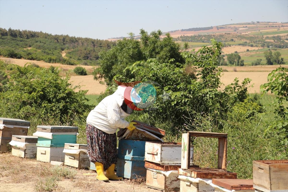 Tarlada bir kovan buldu 450 kovanlık çiftliğe dönüştürdü