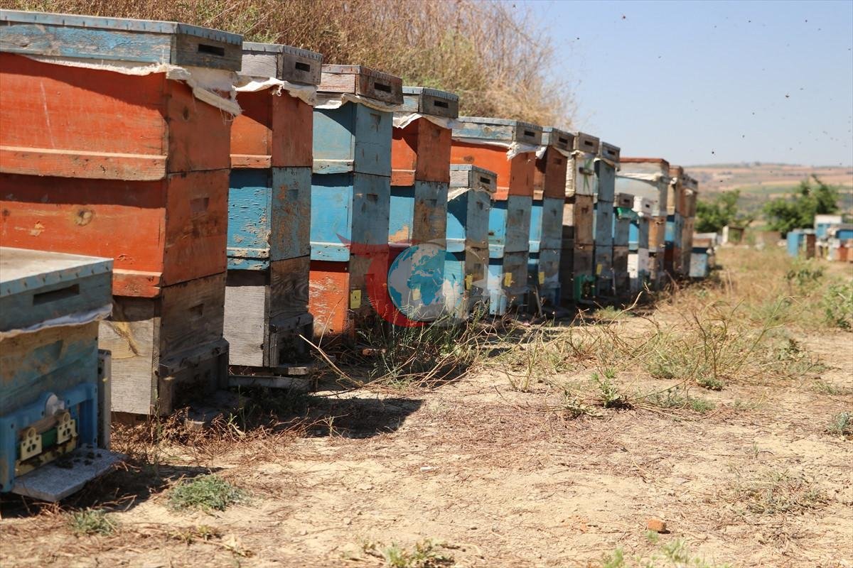Tarlada bir kovan buldu 450 kovanlık çiftliğe dönüştürdü