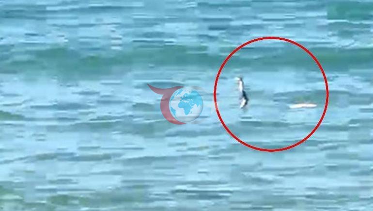 Çeşme’de denize giren tatilciler şoke oldu Suyun içinde yılanla karşılaştılar