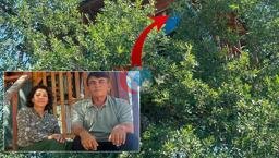 150 жылдық емен ағашындағы ерекше баспана: Пәтер бағасы 