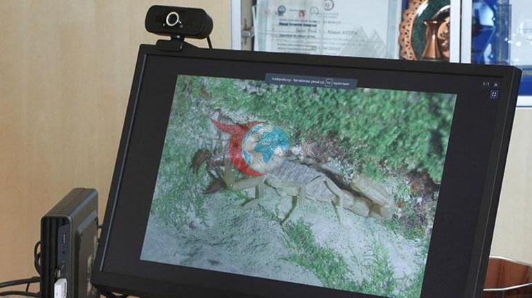 İstanbul için akrep uyarısı ‘Evlere kadar girebilirler’