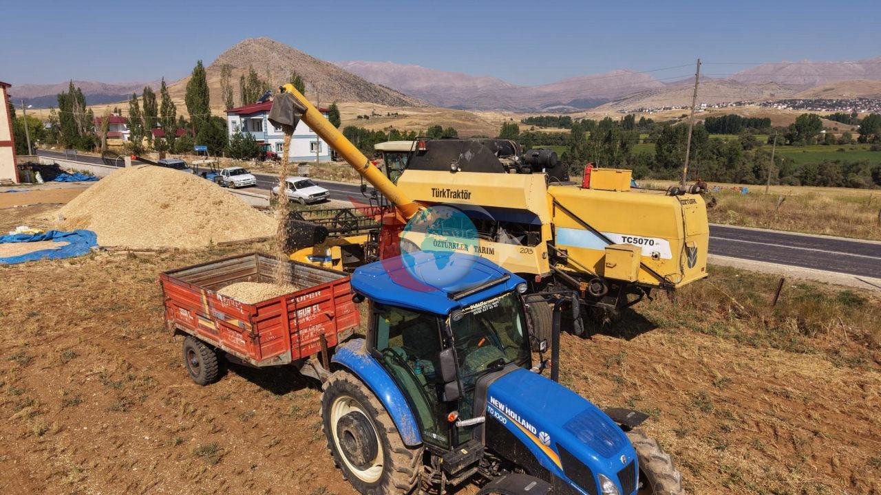 Hasat yapan çiftçinin yüzü güldü: Kilosu 100 liradan satılıyor