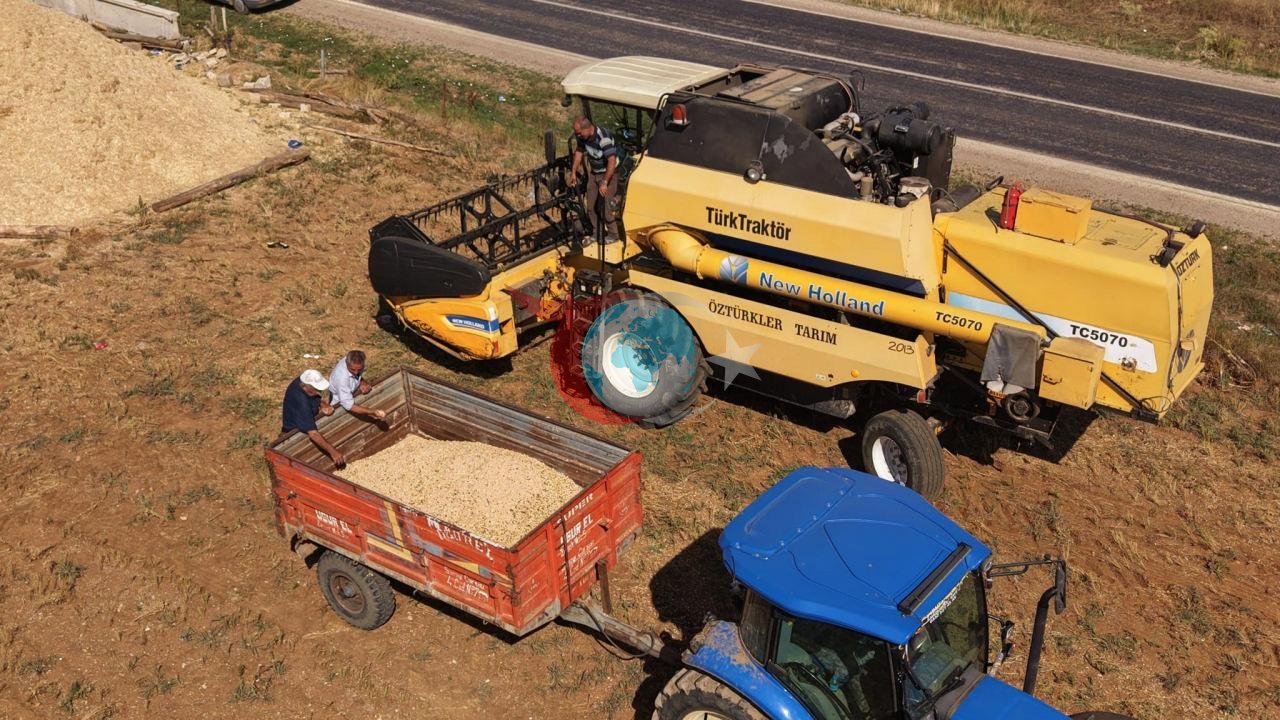 Hasat yapan çiftçinin yüzü güldü: Kilosu 100 liradan satılıyor