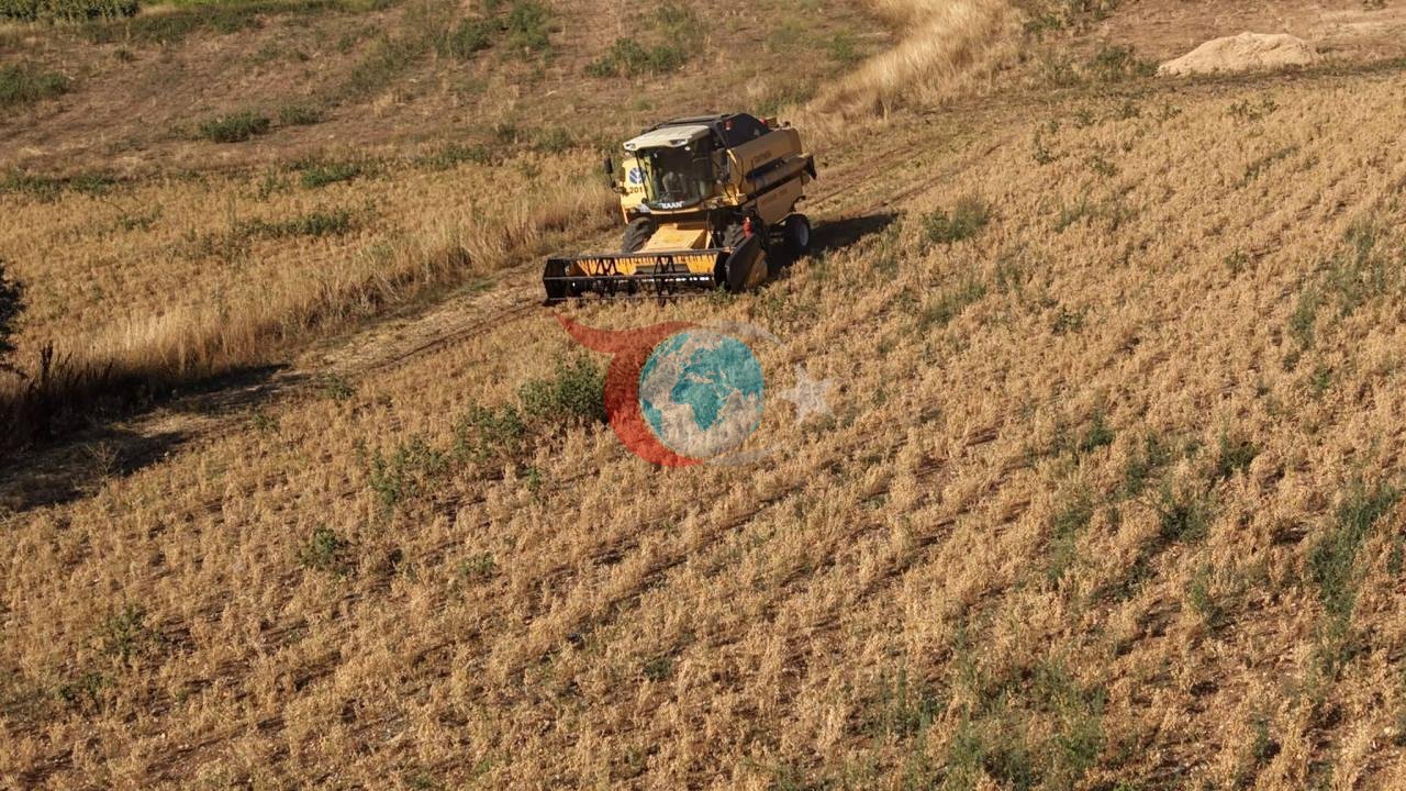 Hasat yapan çiftçinin yüzü güldü: Kilosu 100 liradan satılıyor
