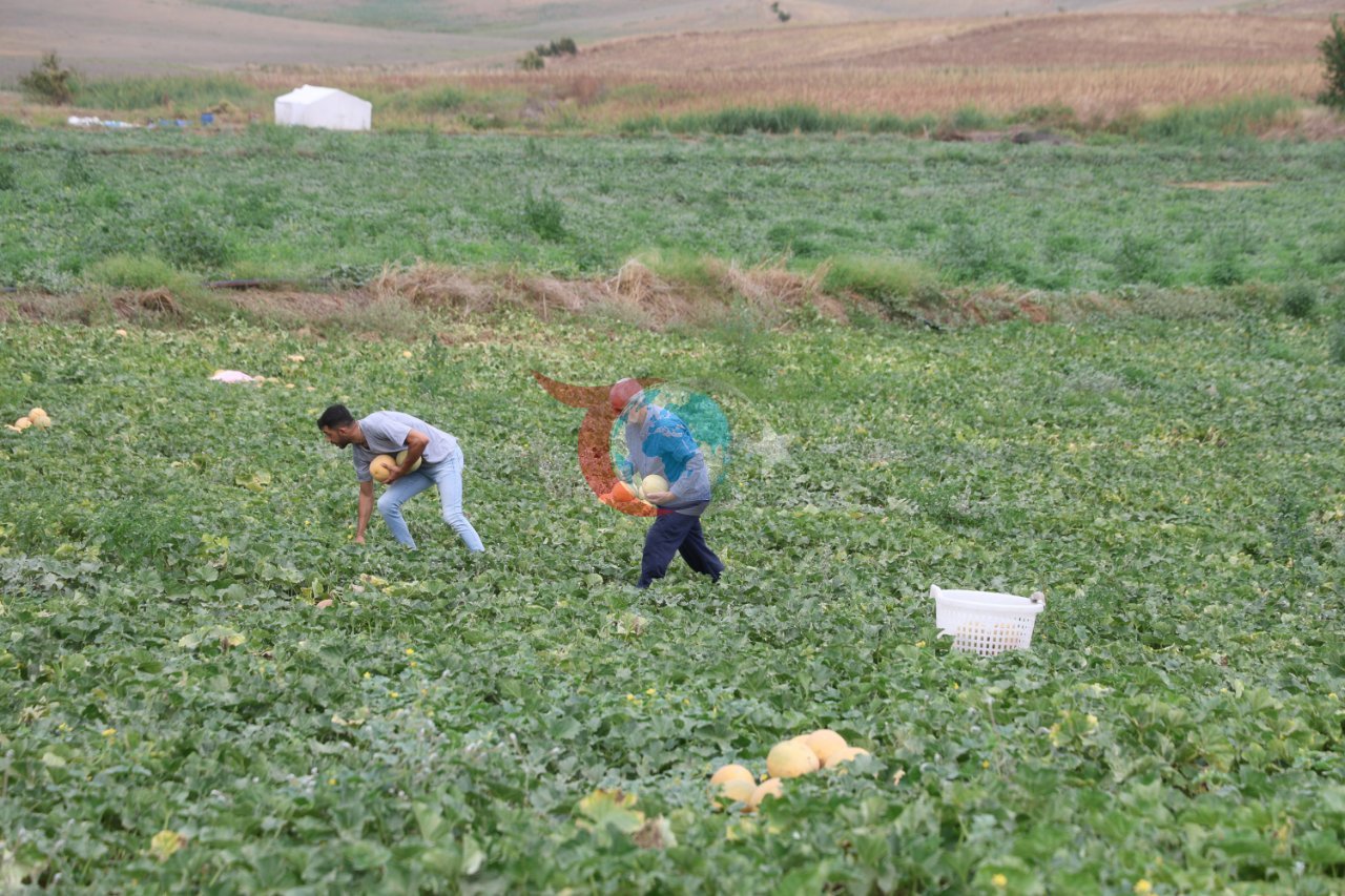 Aracıları devre dışı bıraktı, kavunun kilo fiyatı 10-15 lira ucuzladı