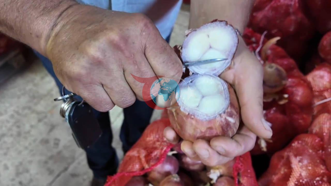 Bu soğan 3 yılda sofraya geliyor! Aroması bambaşka, susuz yerde yetişiyor