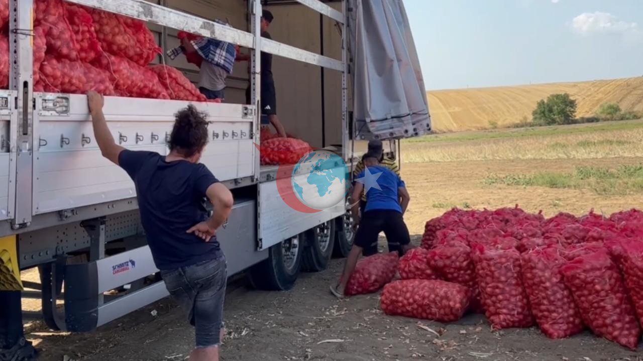 Bu soğan 3 yılda sofraya geliyor! Aroması bambaşka, susuz yerde yetişiyor