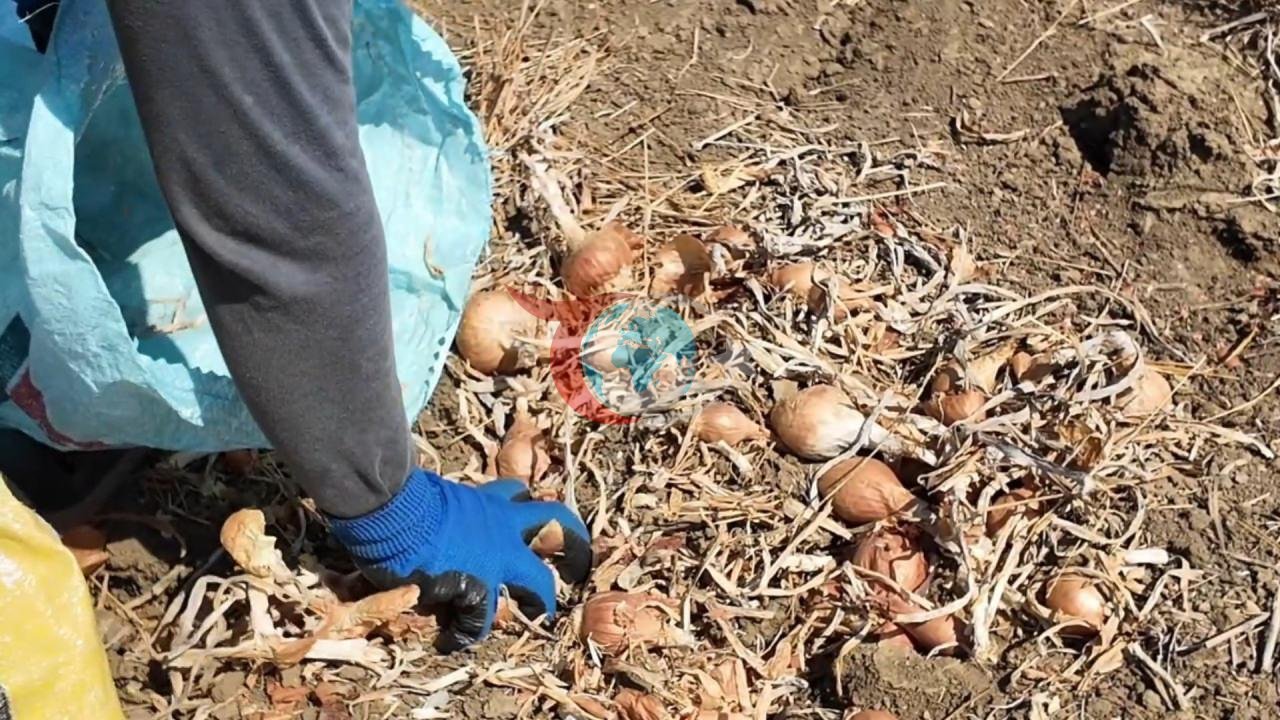 Bu soğan 3 yılda sofraya geliyor! Aroması bambaşka, susuz yerde yetişiyor