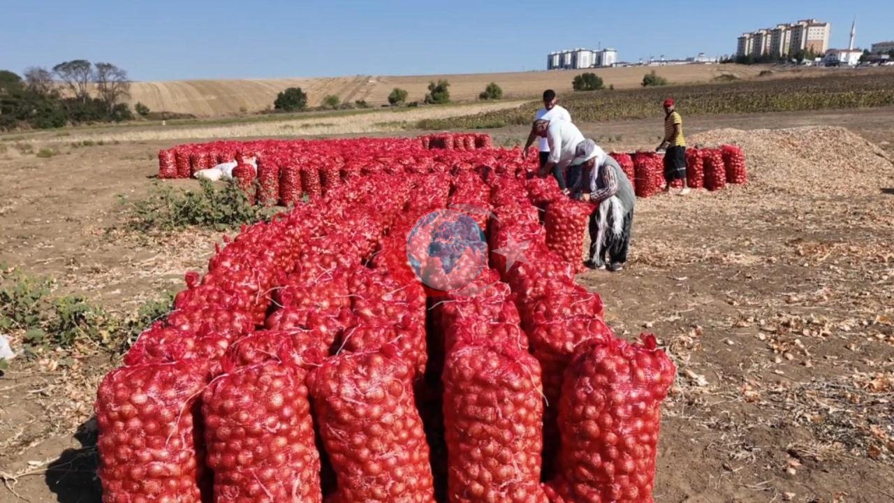 Bu soğan 3 yılda sofraya geliyor! Aroması bambaşka, susuz yerde yetişiyor