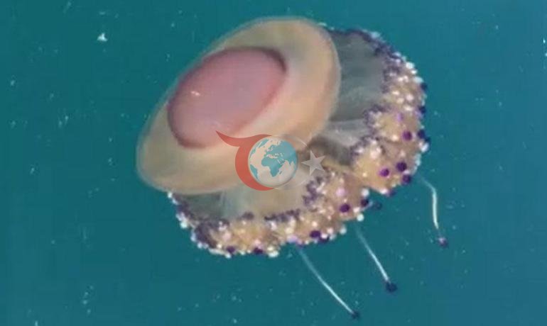 Marmarada ‘sahanda yumurta’ alarmı Uzmanlardan kritik uyarı