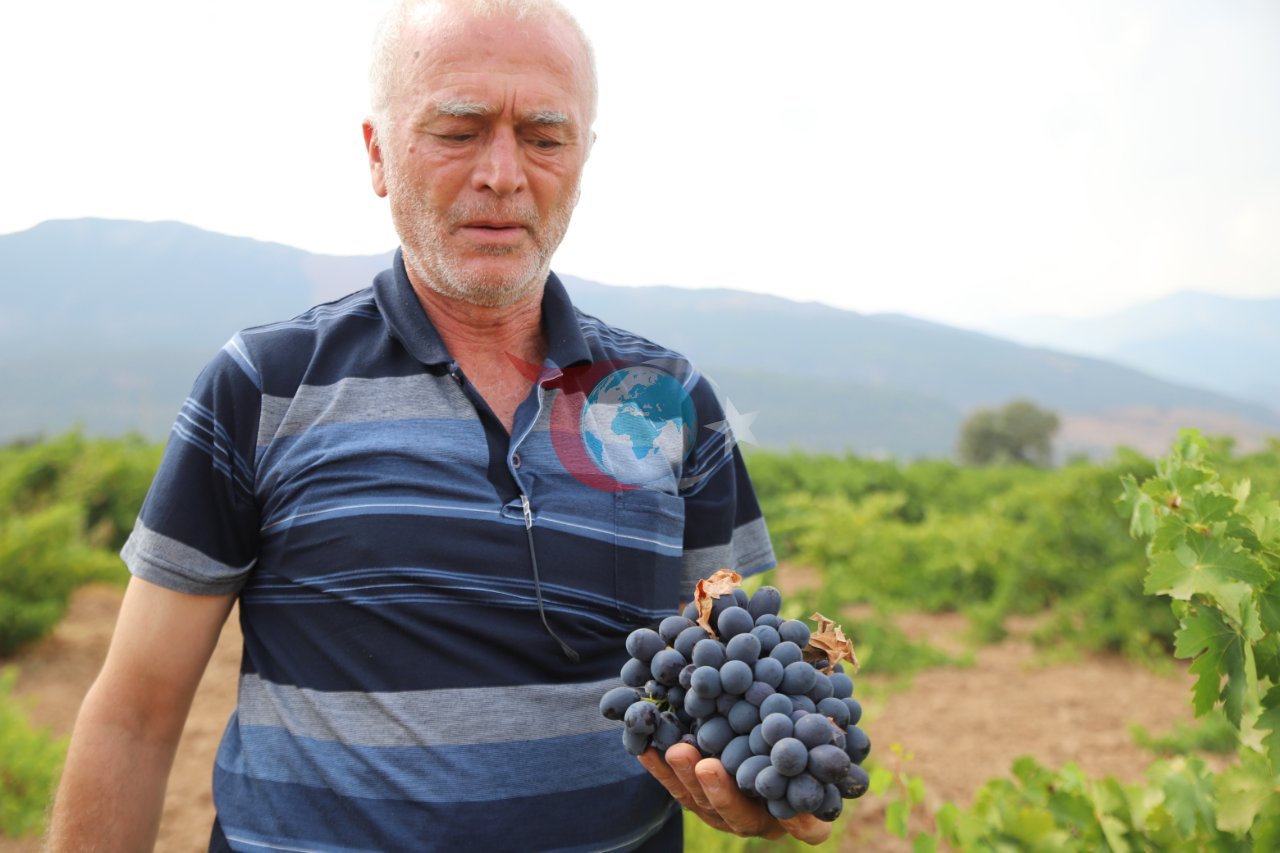 Tarlada 20, markette 80 lira! 'Hatun parmağı' ve 'Antep karası'nda hasat başladı