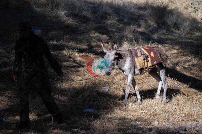 Kadifenin başına gelenler sosyal medyayı salladı: Bir daha böyle bir eşek bulamayız