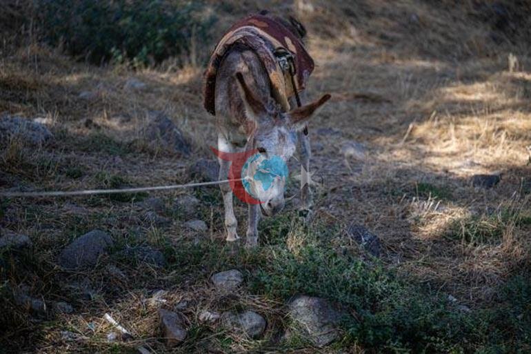 Kadifenin başına gelenler sosyal medyayı salladı: Bir daha böyle bir eşek bulamayız