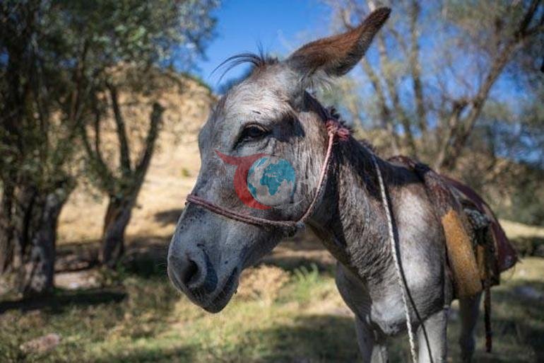 Kadifenin başına gelenler sosyal medyayı salladı: Bir daha böyle bir eşek bulamayız