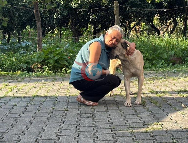 Kamyonetin kasasına çıktı, bir daha peşini bırakmadı Artvinde sıra dışı dostluk