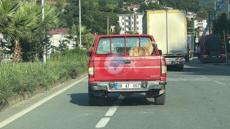 Kamyonetin kasasına çıktı, bir daha peşini bırakmadı Artvinde sıra dışı dostluk