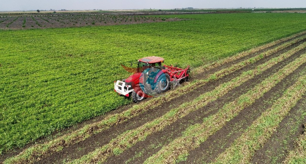 600 kilogram hasyl! meýdanda bir kilo üçin 100 lira, öndüriji hasyl bilen kanagatlanýar