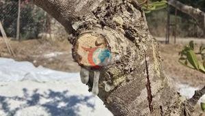Мугладагы сагыз өндүрүүчүлөр 11 жылдык эмгегинин акысын алышты