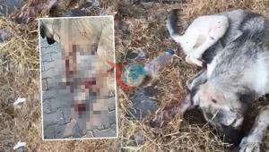 İti yaraladı, balasını öldürdü. Ev dustaqlığı verildi