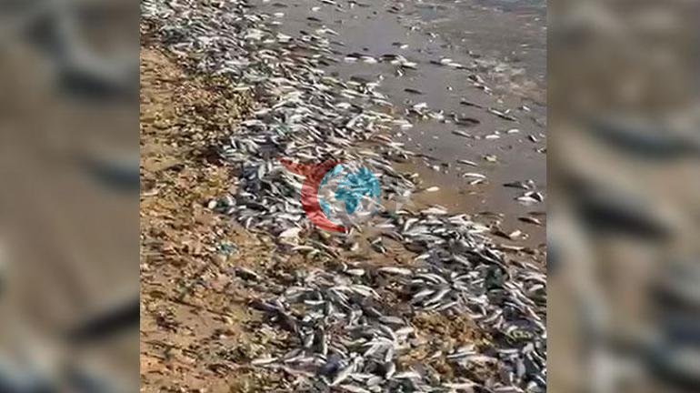 Muğla Milas’ta toplu balık ölümleri İnceleme başlatıldı