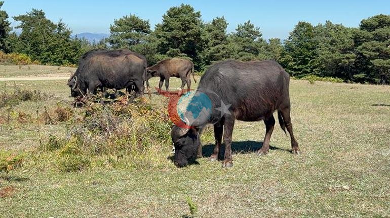 Kentte gizemli yabani hayvan Hepsini bir gecede öldürdü, ekipler peşine düştü