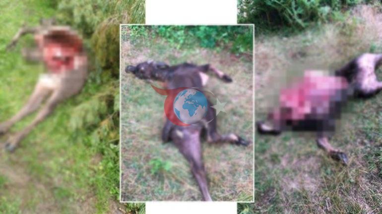 Kentte gizemli yabani hayvan Hepsini bir gecede öldürdü, ekipler peşine düştü