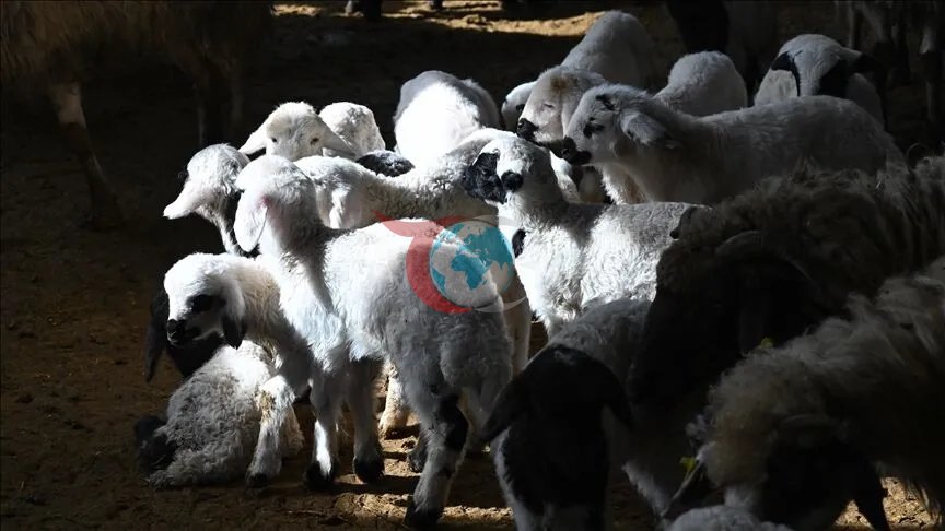 TİGEM'den Dev Küçükbaş Hayvan Satışı: Binlerce Kangal Akkaraman İhaleyle Satılacak