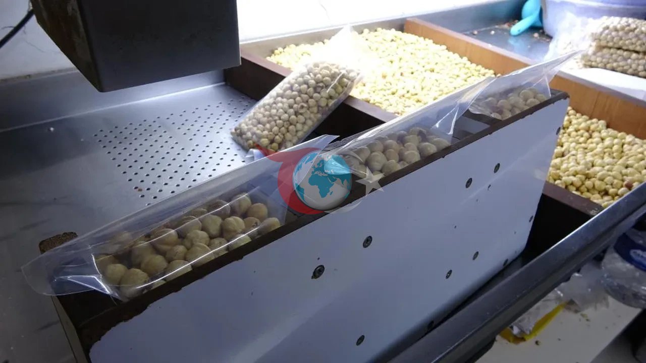Hasat tamamlandı, paketleme başladı: Yüzde 200 kazandırıyor