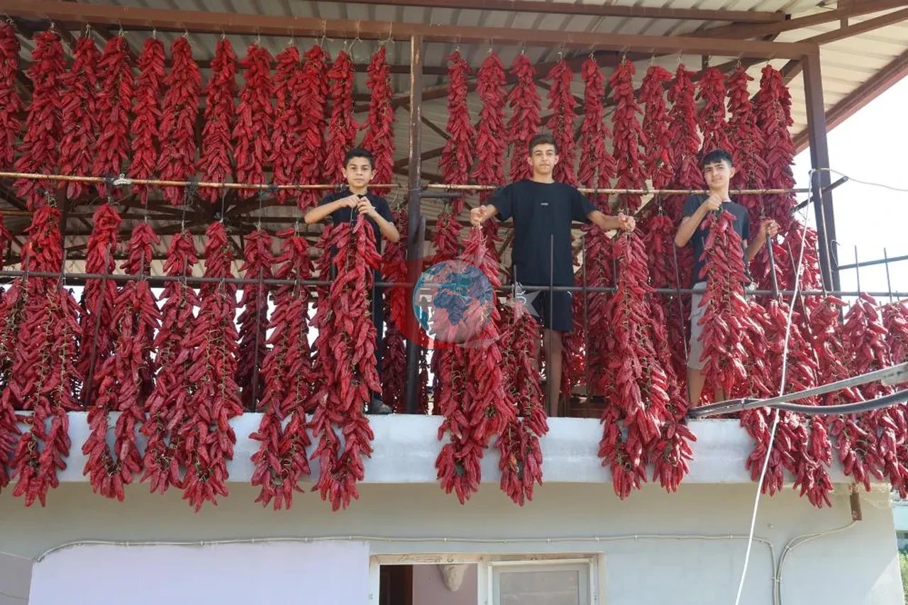 Acısı zehir gibi, kazancı tatlı... Demeti 500 TL'den kapış kapış gidiyor: Paraya para demiyorlar