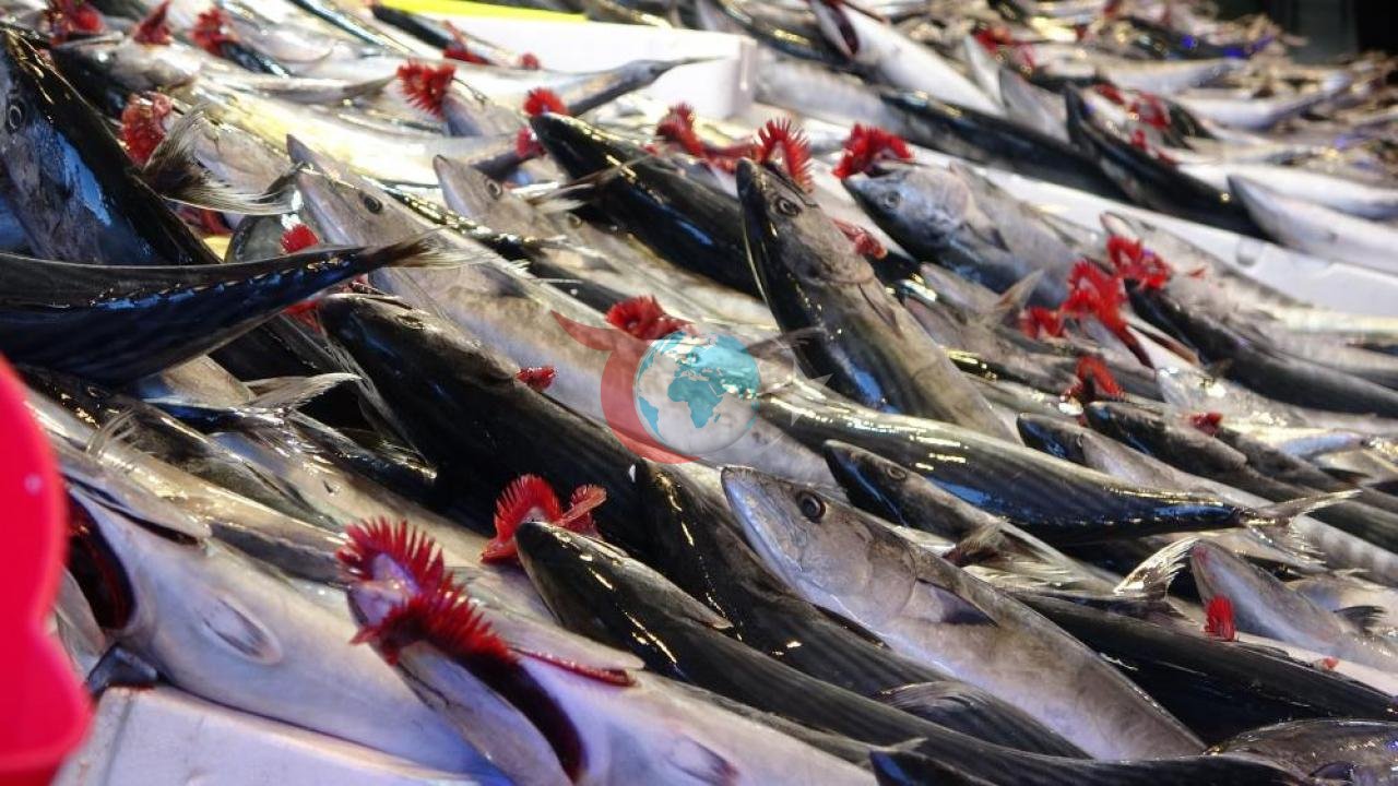 Gara deňizdäki balyklaryň köp bolmagy baha krizisine sebäp boldy: "Balyk tutmak wagtlaýynça bes edilmeli".
