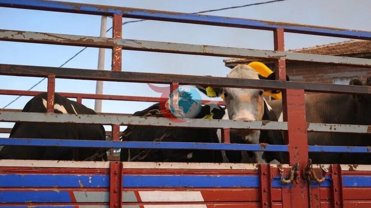 Canlı Hayvan Naklinde Yeni Dönem: Tarım ve Orman Bakanlığı'ndan Kritik Yönetmelik Değişikliği